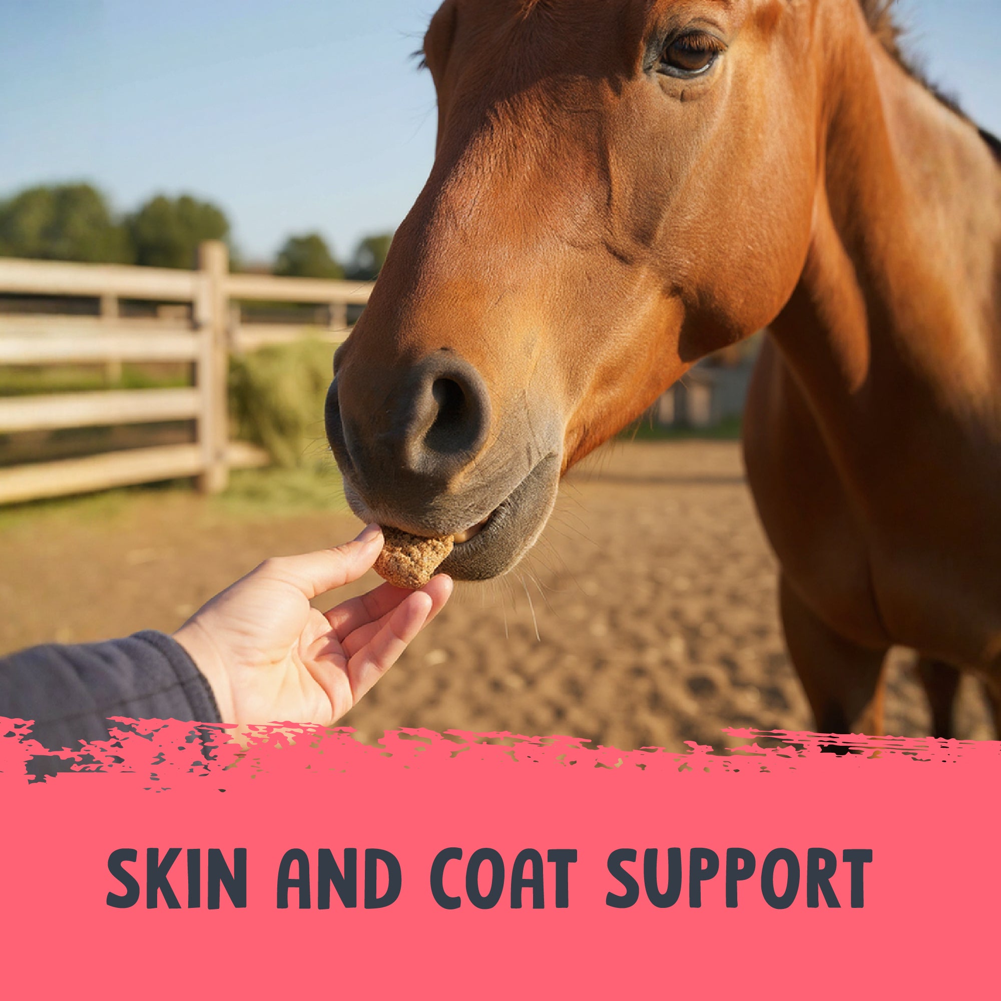 Equine Apple Bites Treats with Colostrum