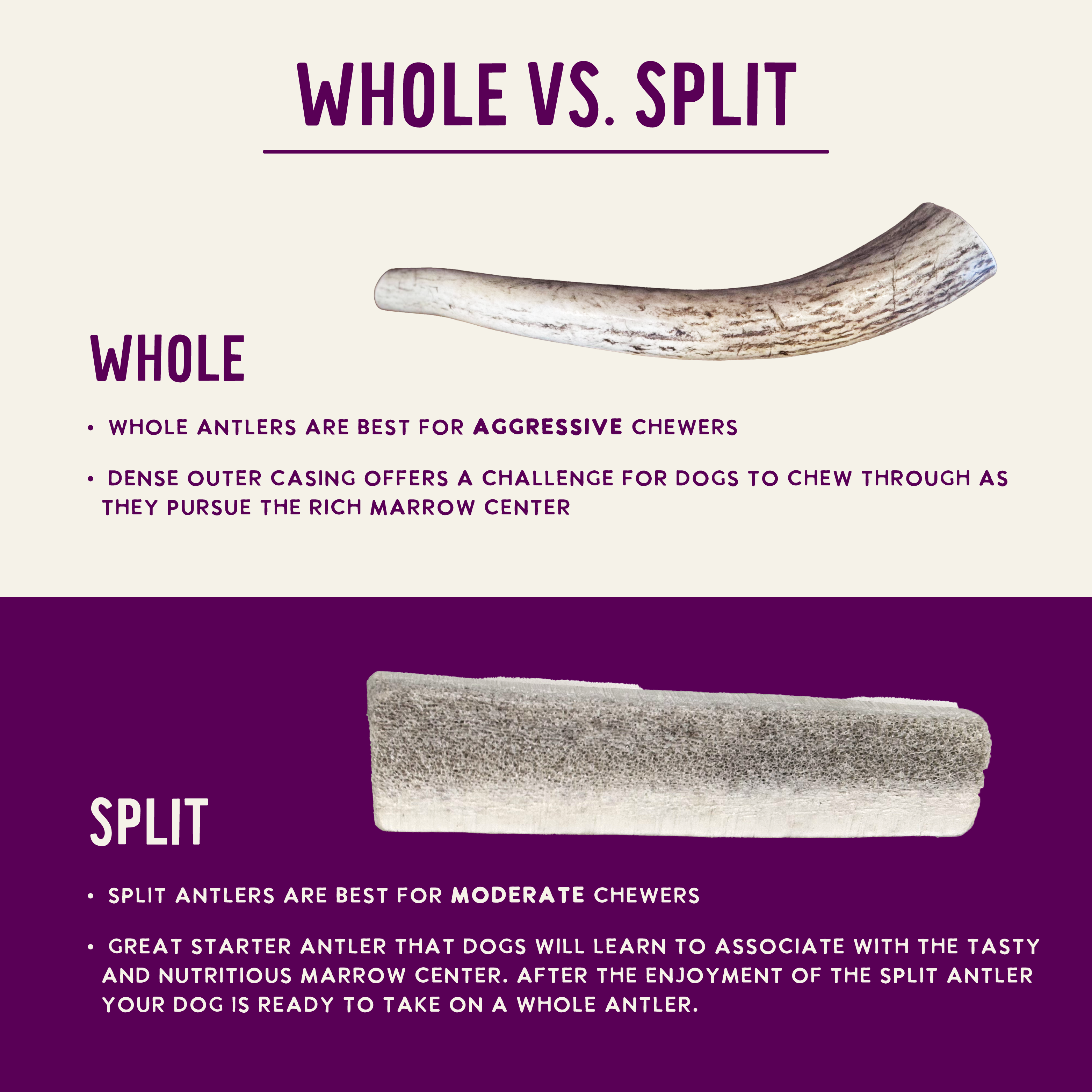 Natural Elk Antlers - Whole